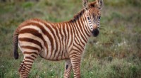 Perché il Quagga, una sottospecie di zebra, si estinse 