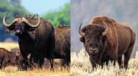 Búfalo vs. Bison:esclarecendo um equívoco comum 