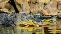 Top 6 bestemmingen in Texas voor het spotten van alligators 