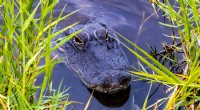 Everglades:l unico luogo degli Stati Uniti dove coesistono alligatori e coccodrilli 
