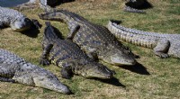 Henry il coccodrillo del Nilo:Titano di 124 anni che è sopravvissuto a tutti noi 