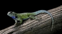 Predadores de iguanas:uma visão geral de suas ameaças naturais 