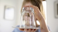 Waarom u spinnen in uw huis moet laten leven 