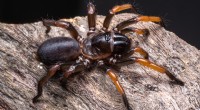 Descoberta a maior aranha fóssil da Austrália:Megamonodontium mccluskyi 