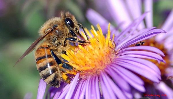 O que as flores fazem as abelhas?