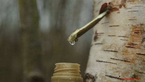 Para qué se usa la savia de árbol?